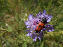 Stictoleptura cordigera