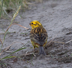 Emberiza citrinella