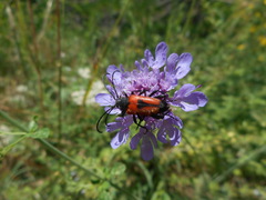 Stictoleptura cordigera