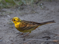 Emberiza citrinella