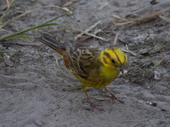 Emberiza citrinella