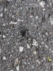 Liparus glabrirostris