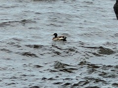 Anas platyrhynchos