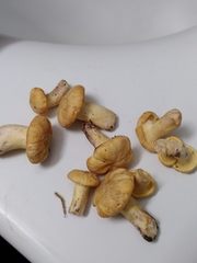 Cantharellus pallens