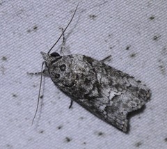 Nycteola polycyma