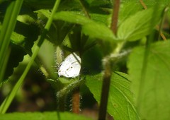 Nesiostrymon calchinia
