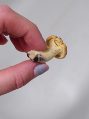 Cantharellus pallens