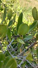 Myrsine parvifolia