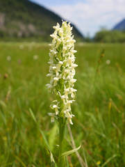 Dactylorhiza incarnata ochroleuca