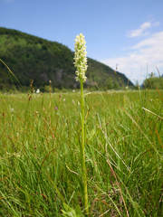 Dactylorhiza incarnata ochroleuca