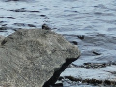 Motacilla alba