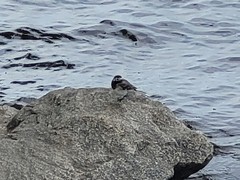 Motacilla alba
