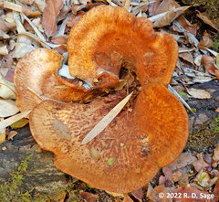 Austropaxillus statuum