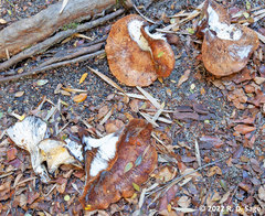 Austropaxillus statuum