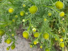 Matricaria discoidea