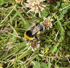 Bombus