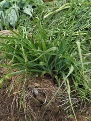 Tradescantia × andersoniana
