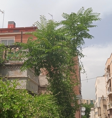 Ailanthus altissima