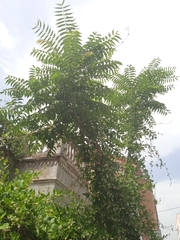 Ailanthus altissima