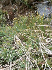 Trichophorum cespitosum