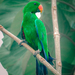 Eclectus Parrots - Photo (c) ꦥꦤ꧀ꦗꦶꦒꦸꦱ꧀ꦠꦶꦄꦏ꧀ꦧꦂ, some rights reserved (CC BY), uploaded by ꦥꦤ꧀ꦗꦶꦒꦸꦱ꧀ꦠꦶꦄꦏ꧀ꦧꦂ