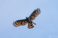 Long-Tailed Honey Buzzard photo 5