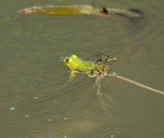 Pelophylax