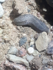 Arion circumscriptus