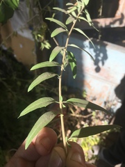 Aloysia polystachya