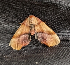 Plagodis phlogosaria