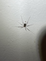 Leptobunus