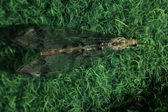 Dendroleon pantherinus