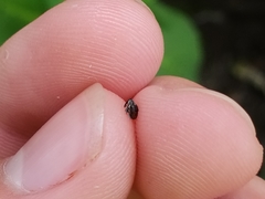 Anthonomus suturalis