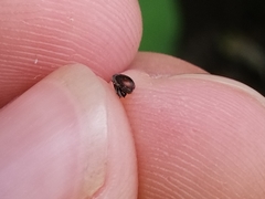 Anthonomus suturalis