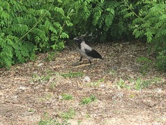 Corvus cornix