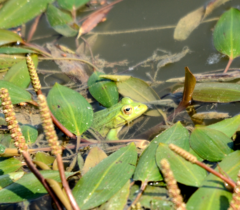 Pelophylax