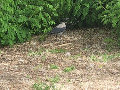 Corvus cornix