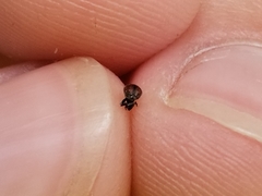 Anthonomus suturalis