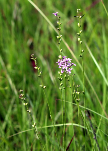 Buchnera floridana
