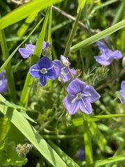 Veronica chamaedrys