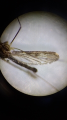 Anopheles eiseni
