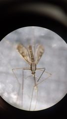 Anopheles eiseni