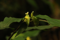 Commelina capitata
