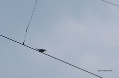Turdus pilaris