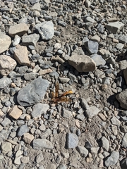 Megarhyssa macrurus icterosticta