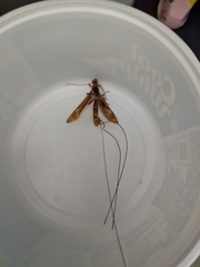 Megarhyssa macrurus icterosticta