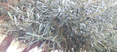 Olea europaea
