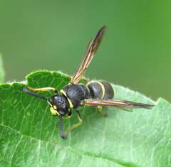 Euodynerus foraminatus