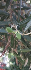 Olea europaea