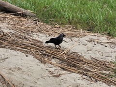 Corvus monedula